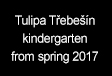 Tulipa Třebešín